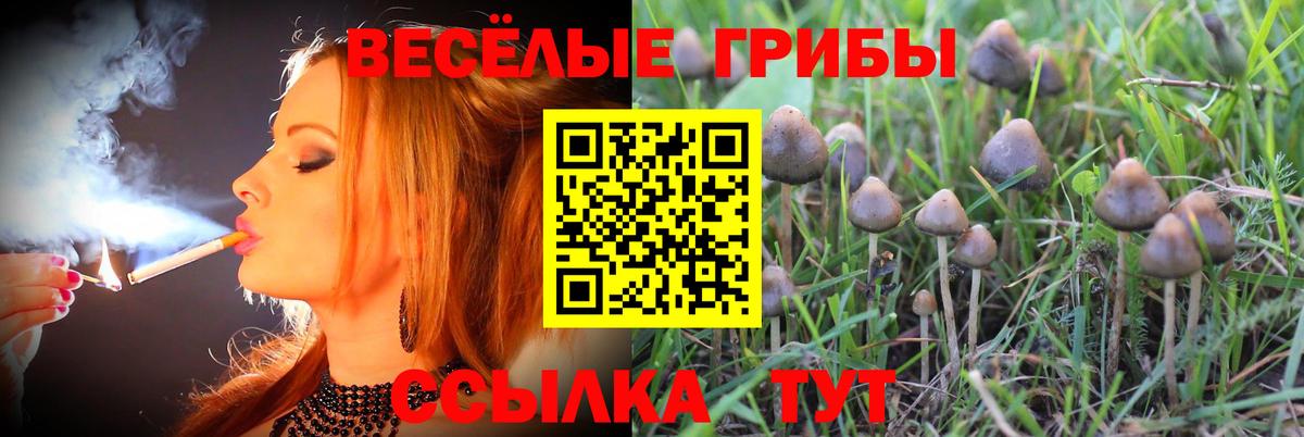 Галлюциногенные грибы Psilocybe Кимовск